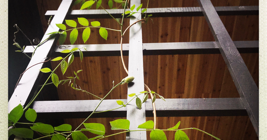 Green vine growing up a wooden trellis in front of a house