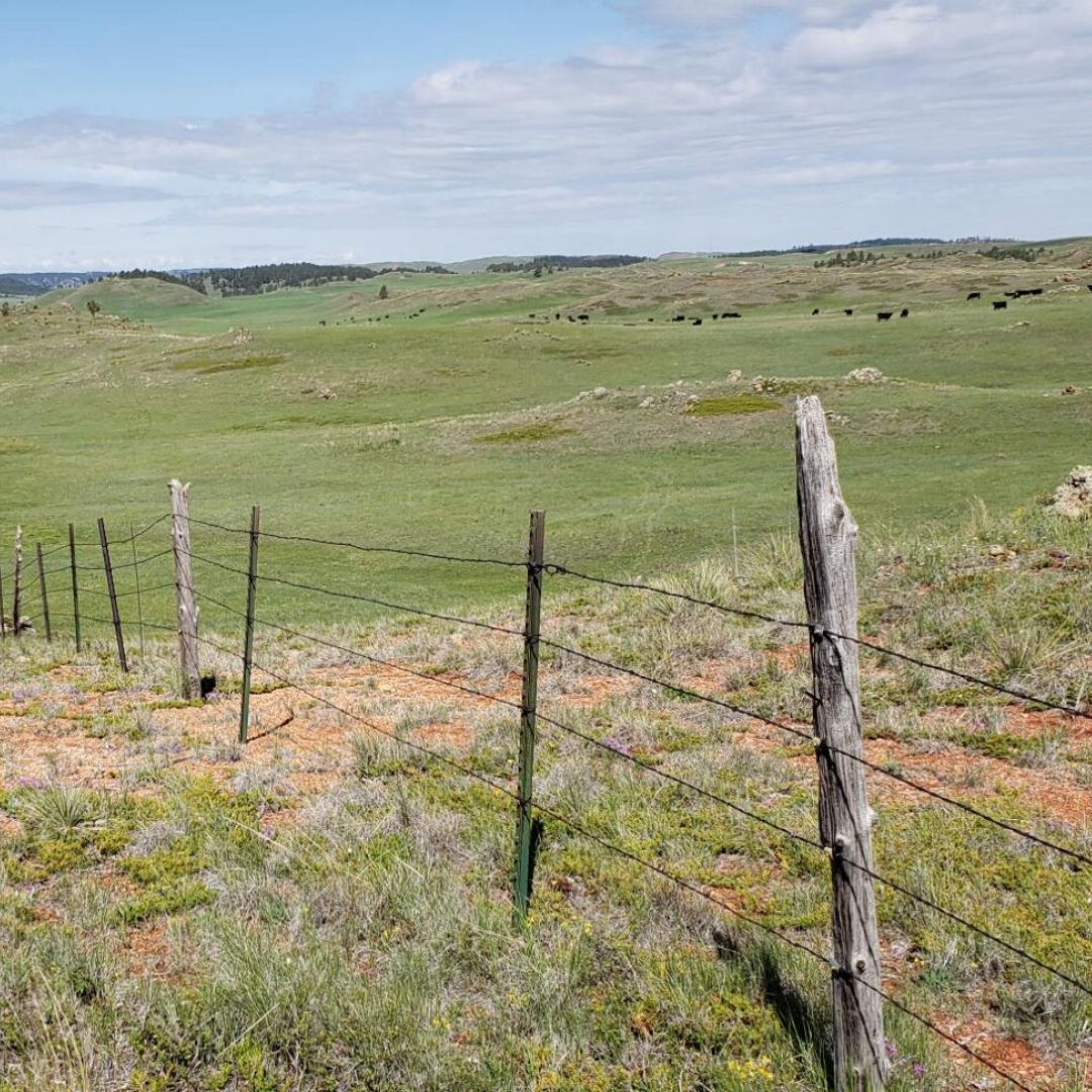 Farm Fence Featuring Cat's Claw Fencing Staples