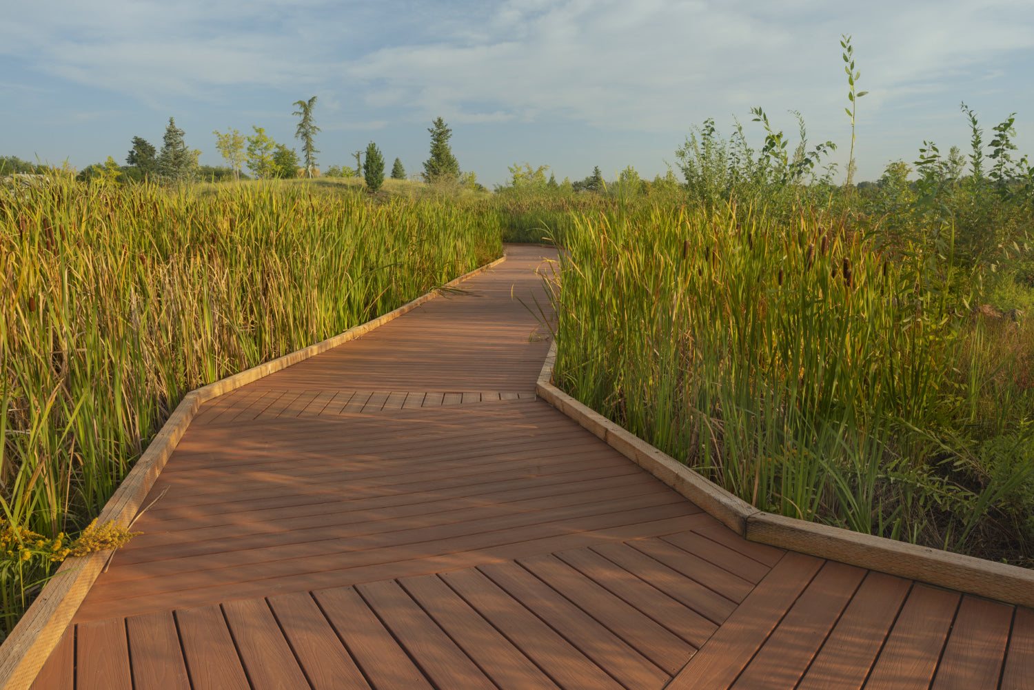 wooden-pathway-middle-tall-grassy-field-with-trees-distance-blue-sky
